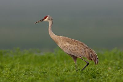 Sandhill Crane