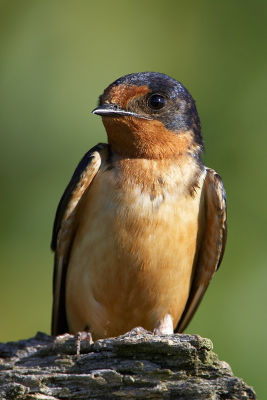 Barn Swallow Portrait