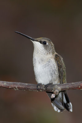 Ruby-throated Hummingbird Perched