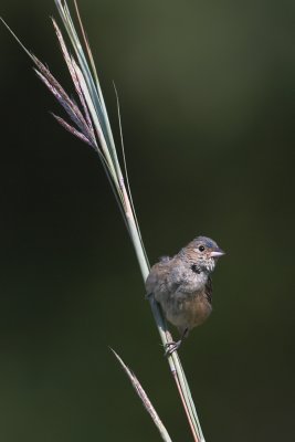 Indigo Bunting