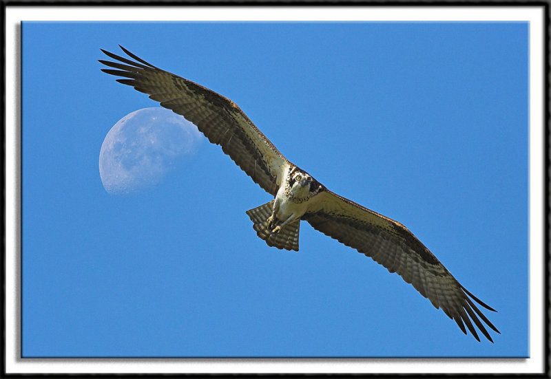 Lunar Flight