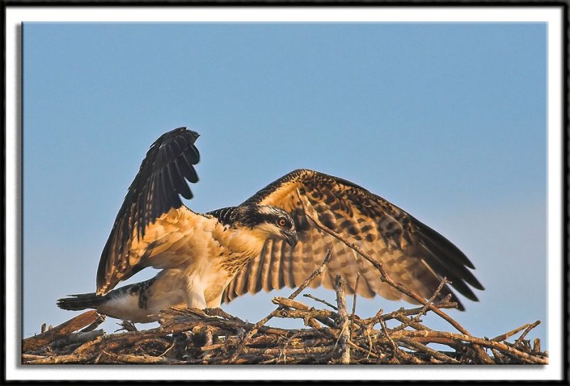 Fledgling at Nest