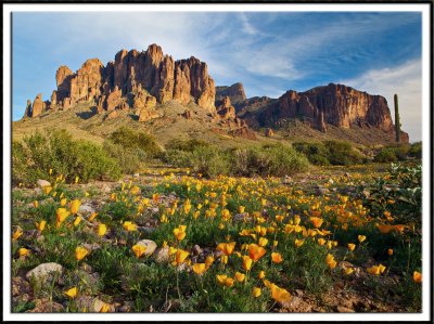 Mexican Poppies in the Superstition Mountains