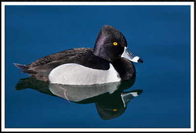 Ring Necked Duck