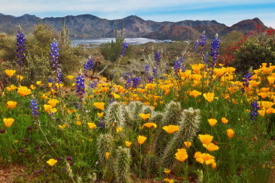 Sonoran Desert Bloom at Bartlett Lake