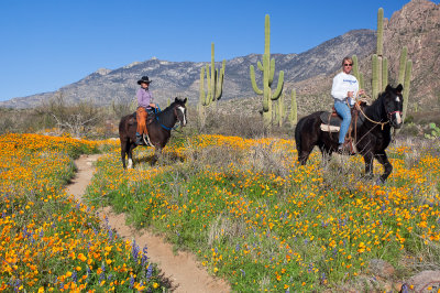 Horseback Riders at Catalina State Park