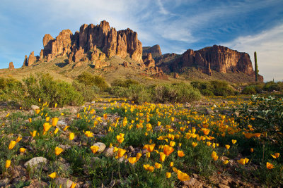 Poppies and the Superstition Mountains