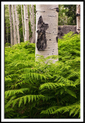 Aspen and Ferns