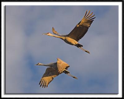 Twilight Flight