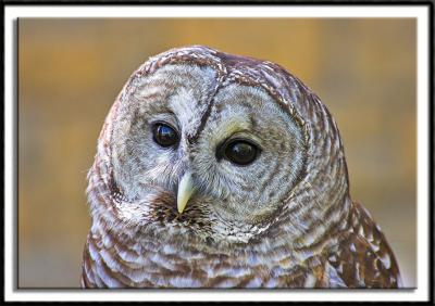 Barred Owl Portrait