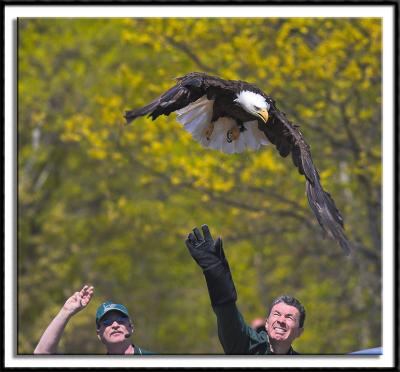 Rehabilitated Eagle Release