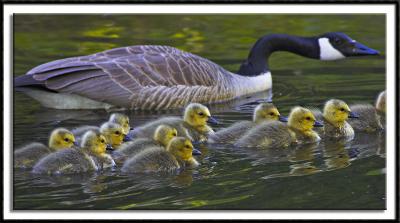 Guiding the Flock