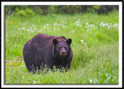 A Stroll in the Meadow