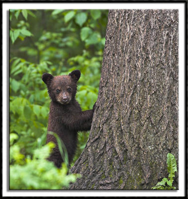 Nervous Little Cub