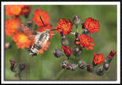 Bee Moth on Devil's Paintbrush