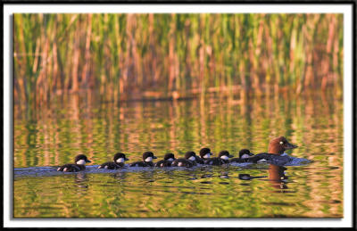 Red Headed Duck Family