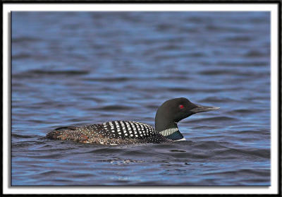 Friendly Loon