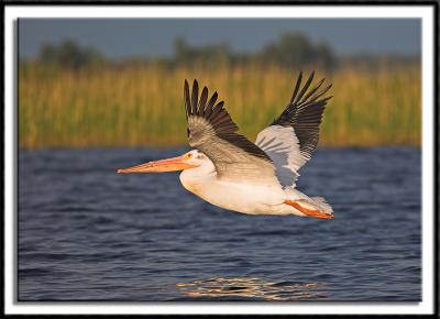 Pelican Flyby