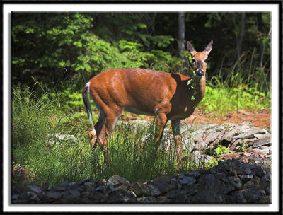 Grazing Deer