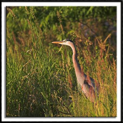 Heron in the Grass