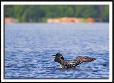 Loon Flapping