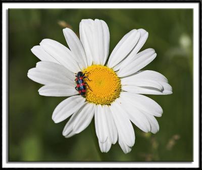 Beetle on a Wild Daisy