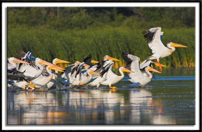 Pelicans