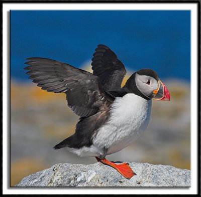 Atlantic Puffins