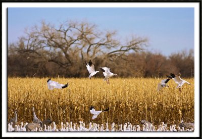 Snow Geese Arriving At The Fields