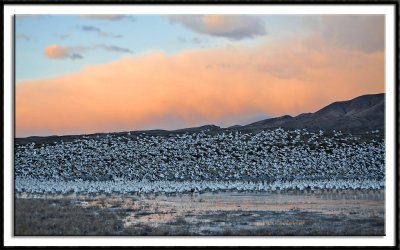 The Rise Of The Snow Geese
