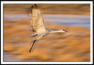 Crane In Motion