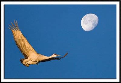 Sandhill Crane and Moon (composite)