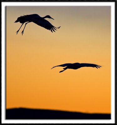 Crane Silhouettes