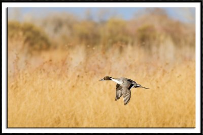 Northern Pintail In Flight