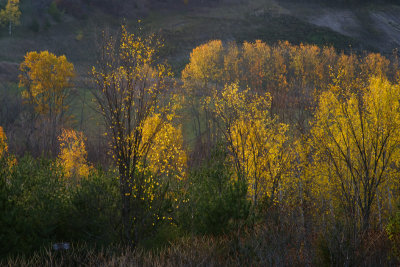 golden leaves