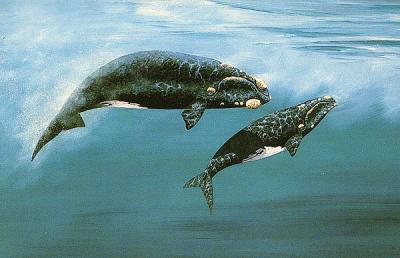 whales sw+c3 600.jpg