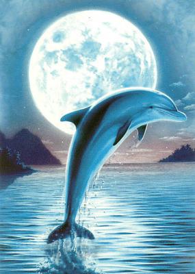 dolphin and moon600.jpg