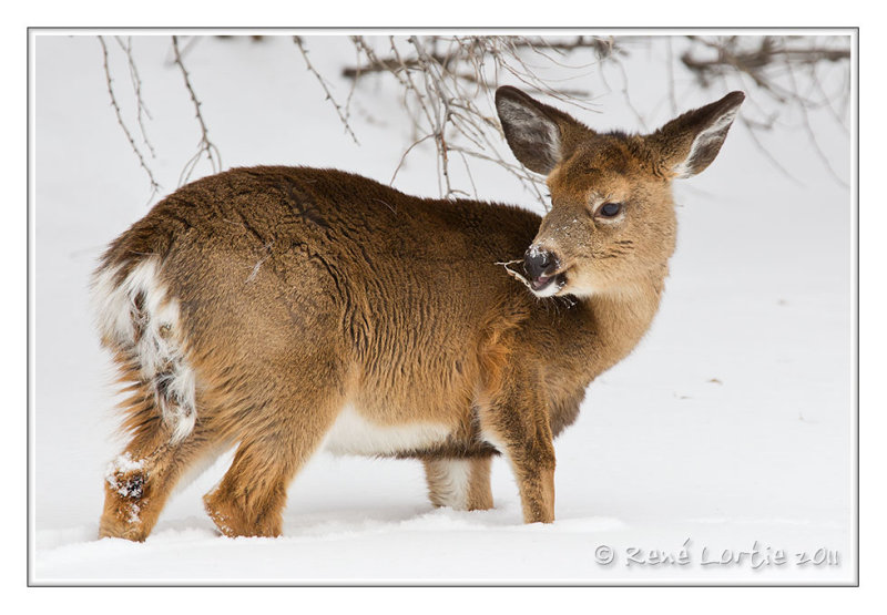 Cerf de Virginie<br>White-tailed deer