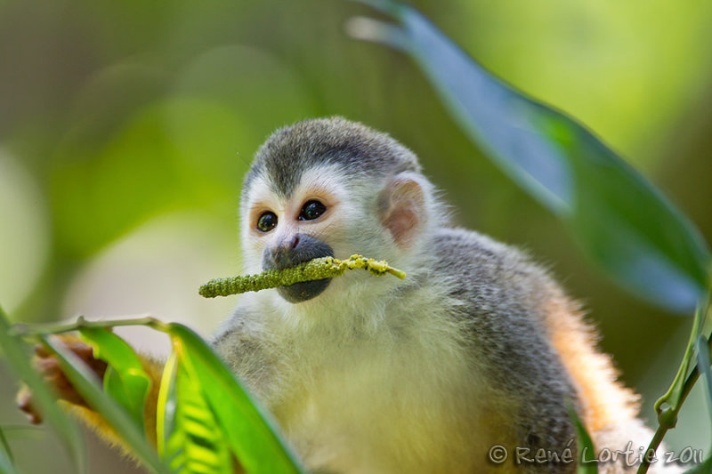 Singe cureuil<br>Squirrel Monkey, Mono Tit, <i>Saimiri oerstedii</i>