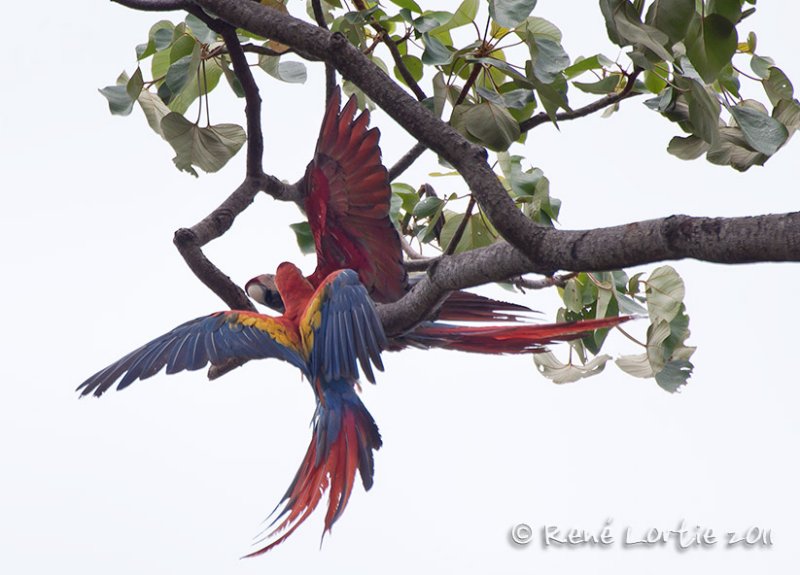 Ara rouge Scarlet Macaw,  Ara macao