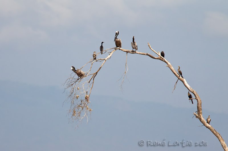 Brown Pelican - Neotropic Cormorant