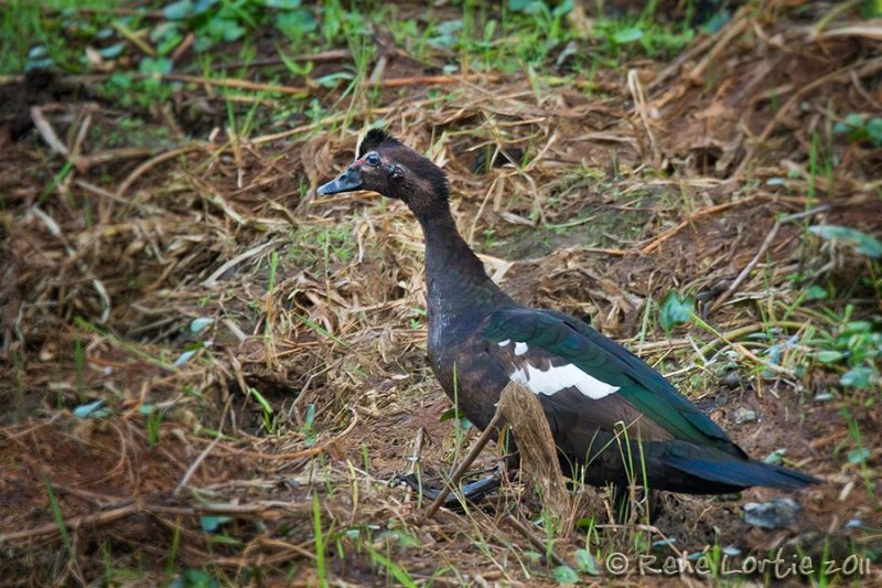 Canard musqu<br>Muscovy Duck, <i>Cairina moschata</i>