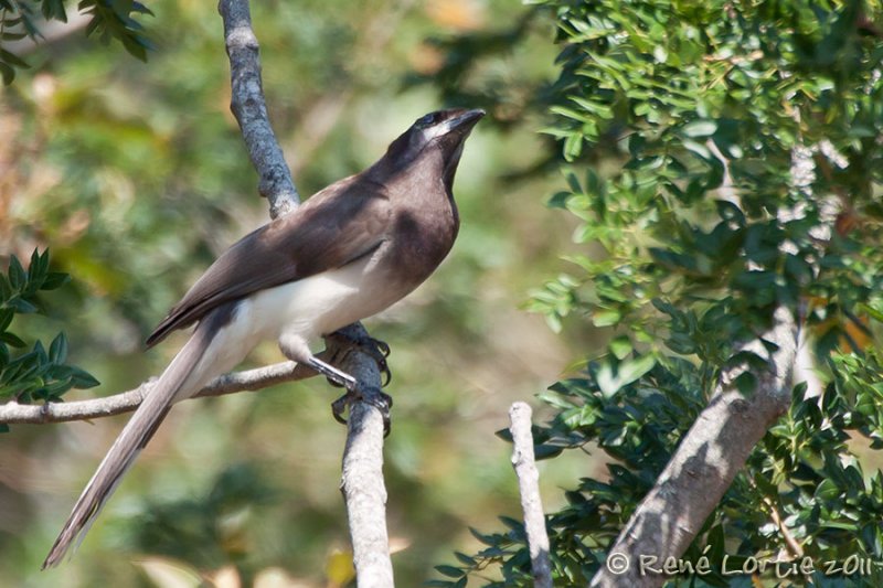 Geai enfum<br>Brown Jay, <i>Psilorhinus morio</i>