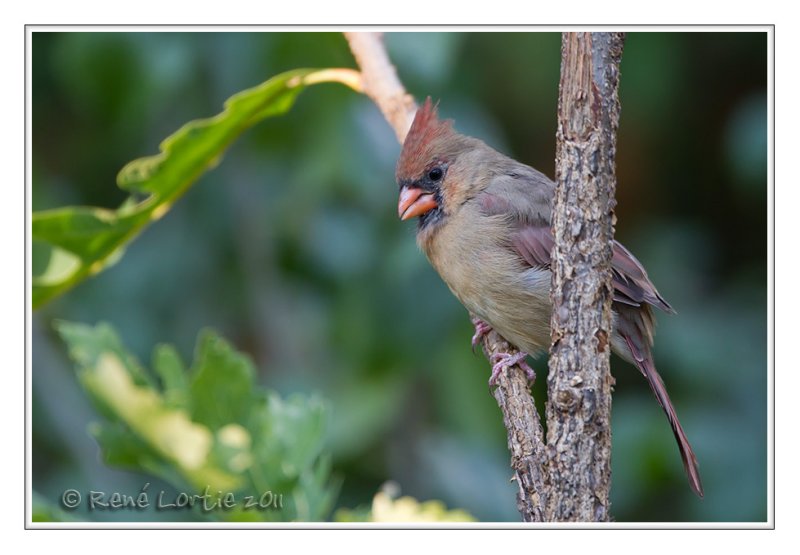 Cardinal rouge<br>Northern Cardinal