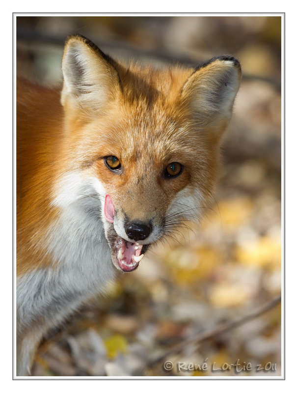Renard roux<br>Red Fox