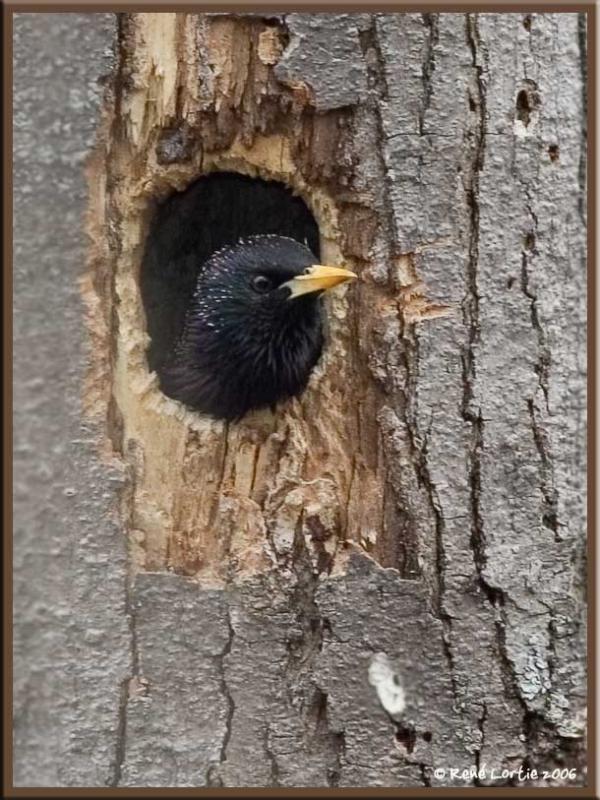 24 avril 2006  tourneau sansonnet / European Starling