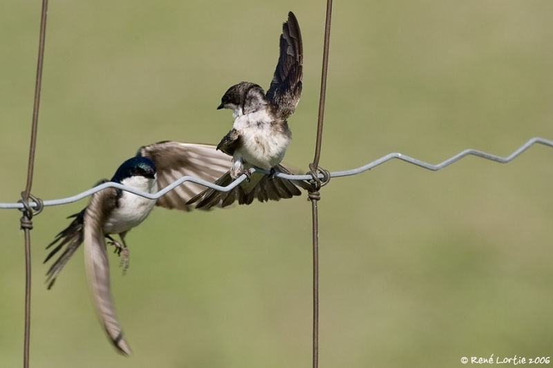 Hirondelles bicolores / Tree Swallows