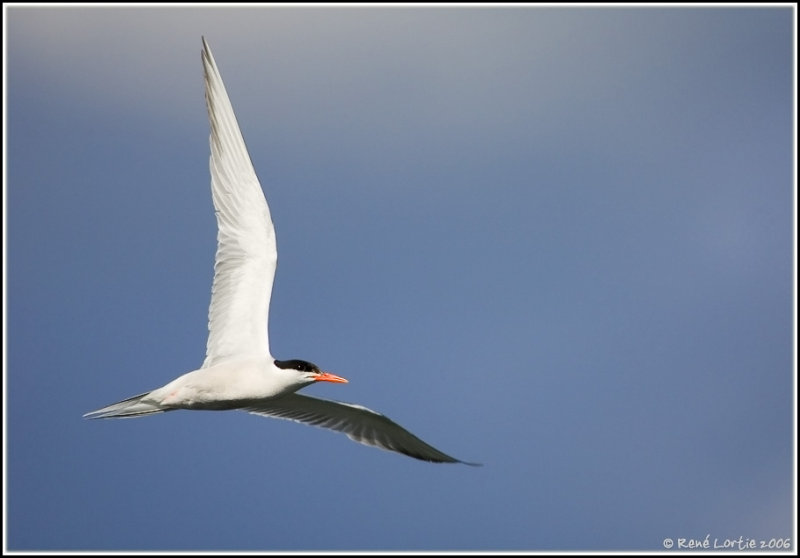 23 juillet 2006  Sterne pierregarin / Common Tern