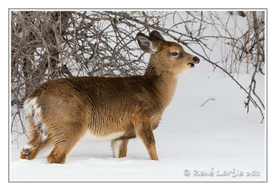 Cerf de VirginieWhite-tailed deer