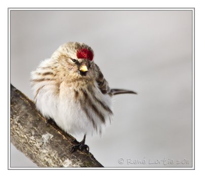 Sizerin flammCommon Redpoll